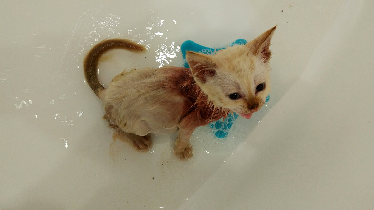 Котёнок после лечения, на купании.