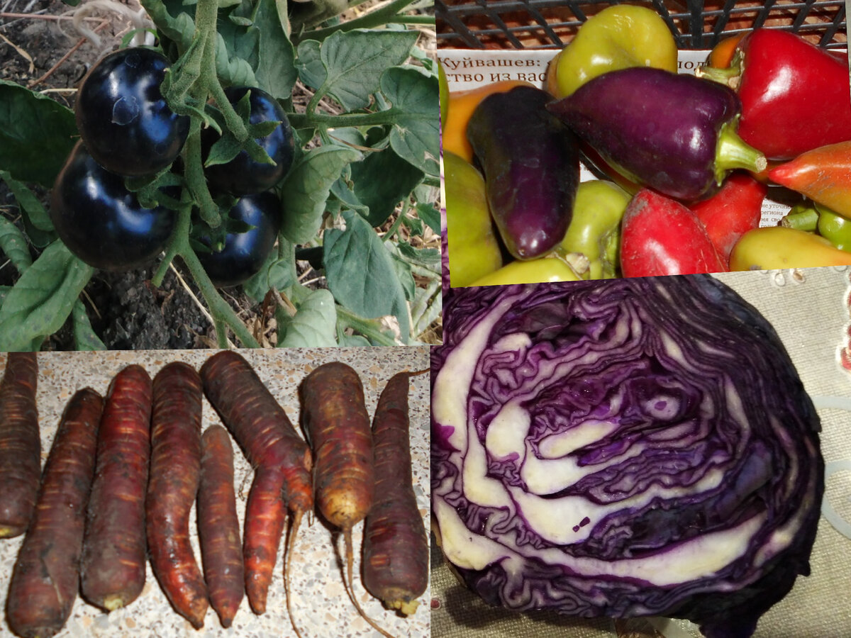 Фото автора фиолетовые овощи. 
