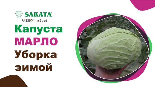 Капуста МАРЛО в озимой культуре. Отличный результат! Южный Дагестан. #озимаякапуста #семенакапусты