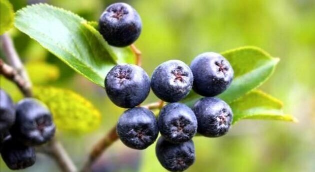 Черноплодная рябина. 