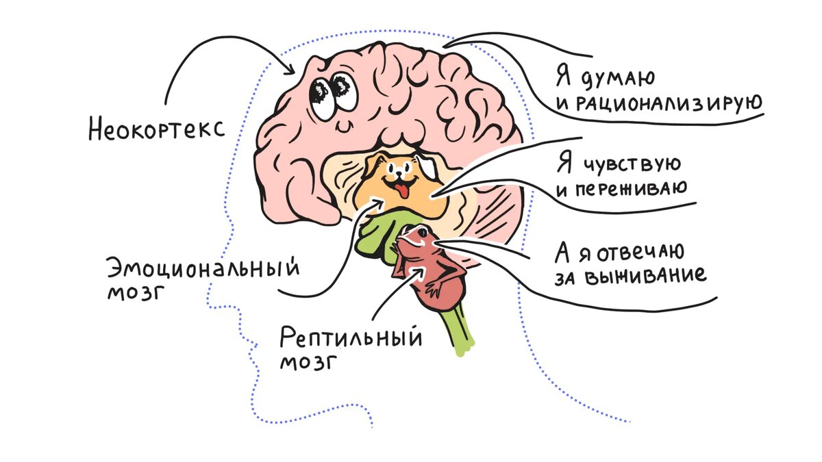 Человеческий мозг можно [очень примерно] разделить на три части