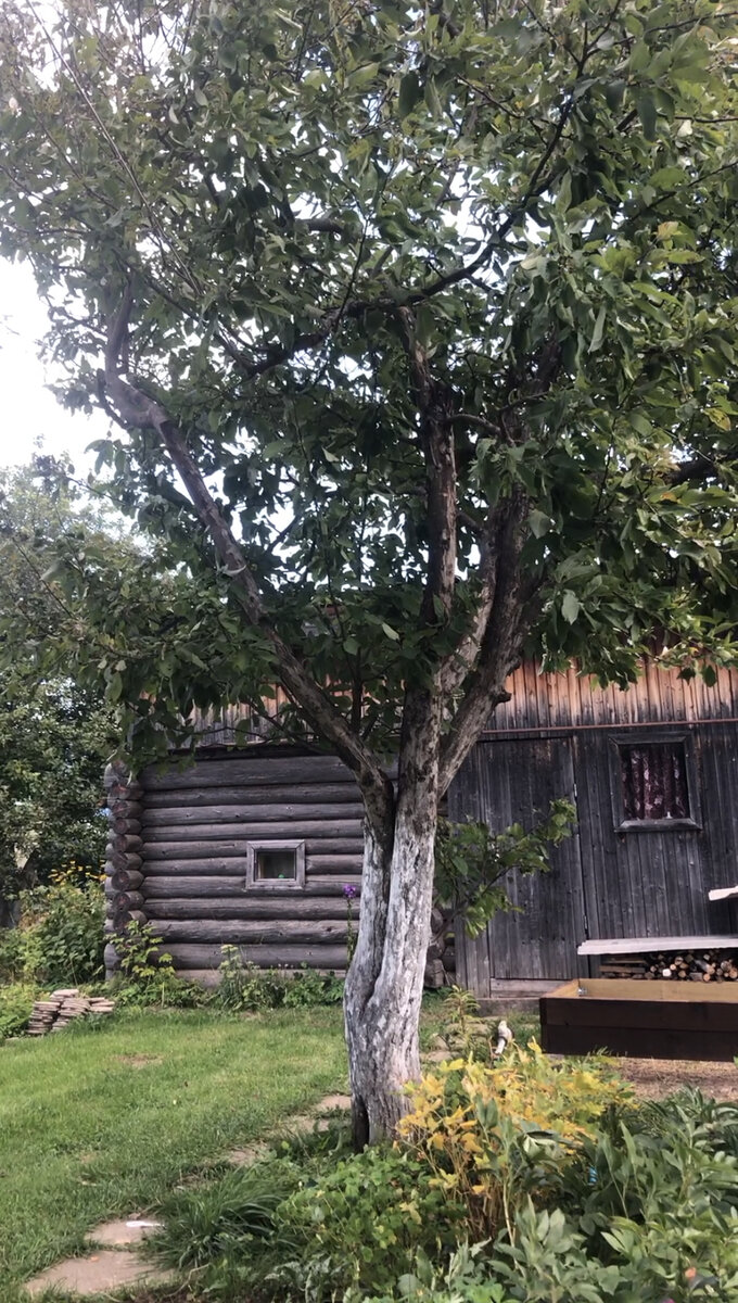 Наша «Грушовка»