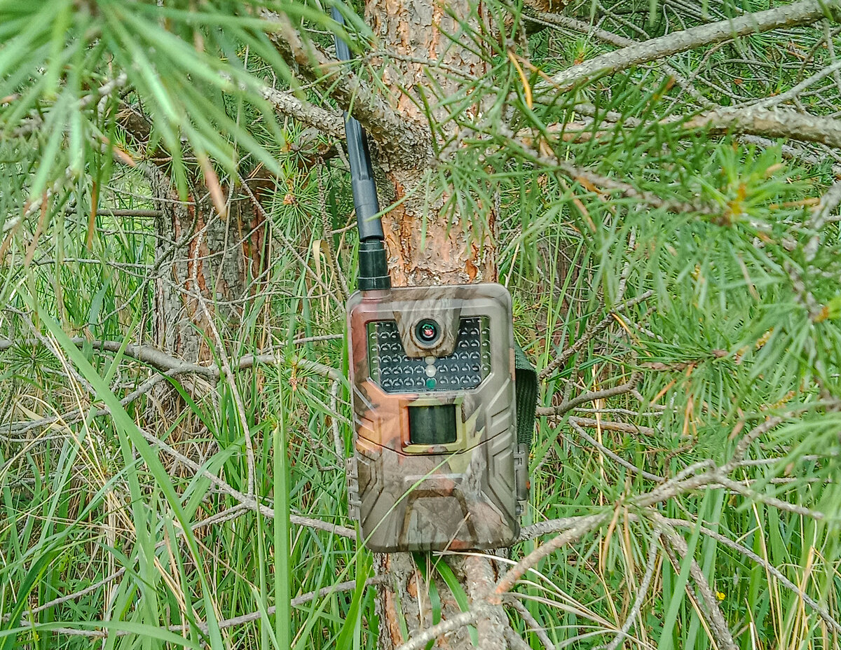 ... увидите такую в лесу - помашите ручкой!)