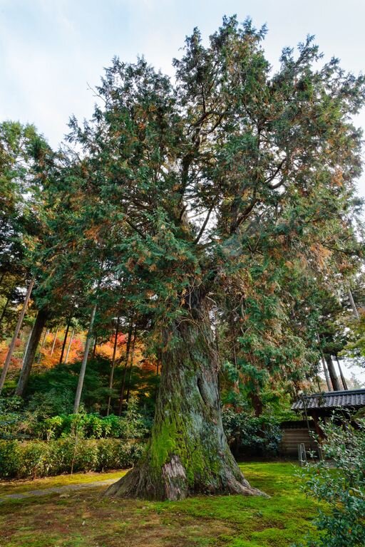 Дерево хиноки