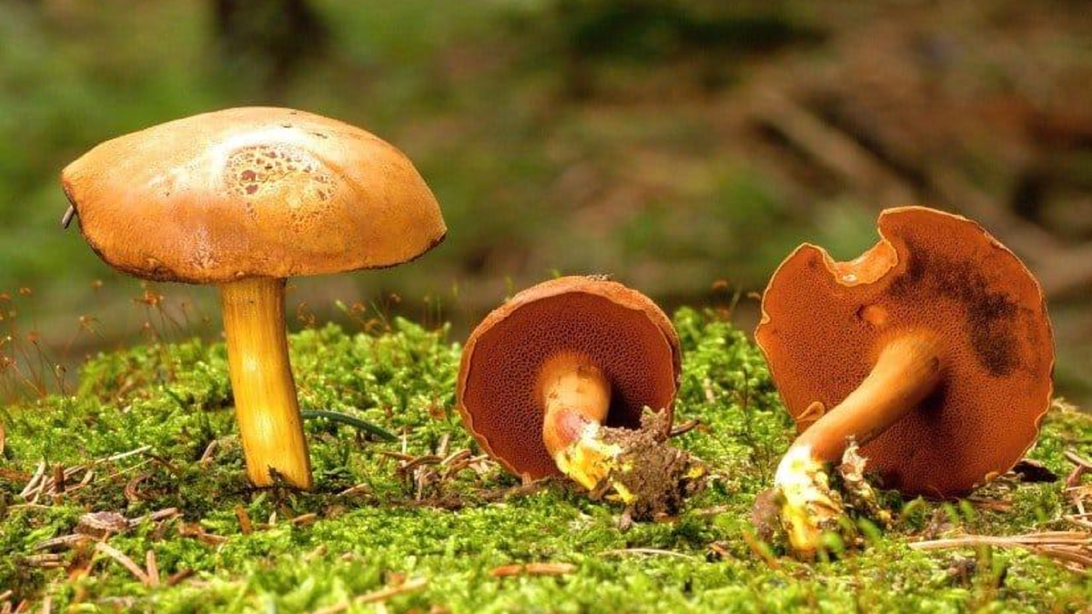 Перечный гриб. Моховик перечный гриб. Перечный гриб Chalciporus piperatus. Маслёнок и перечный гриб. Маслята и перечный гриб.