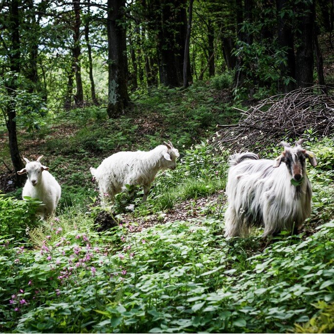 Кашемировые козы в свободном выпасе. Фото с сайта valsesiacashmere.it