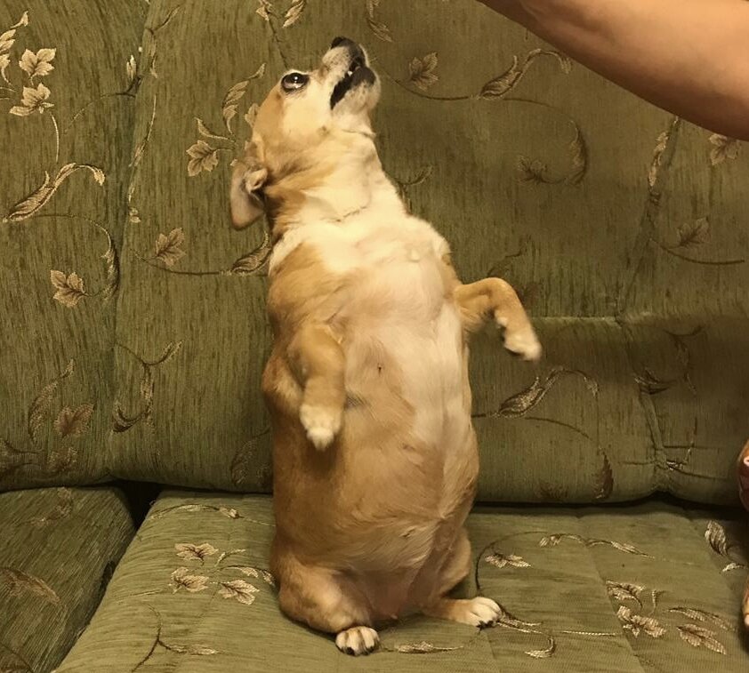 Ради кусочка колбасы, который висит над ней, она способна на любые акробатические этюды и даже на убийство.