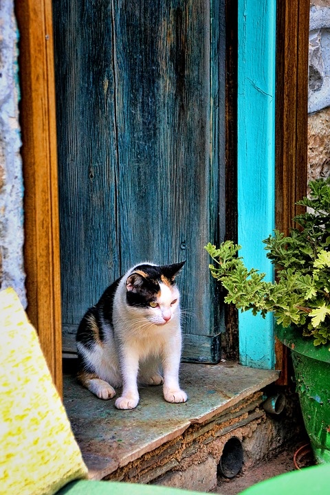 https://pixabay.com/photos/cat-door-lauer-house-input-old-2820616/