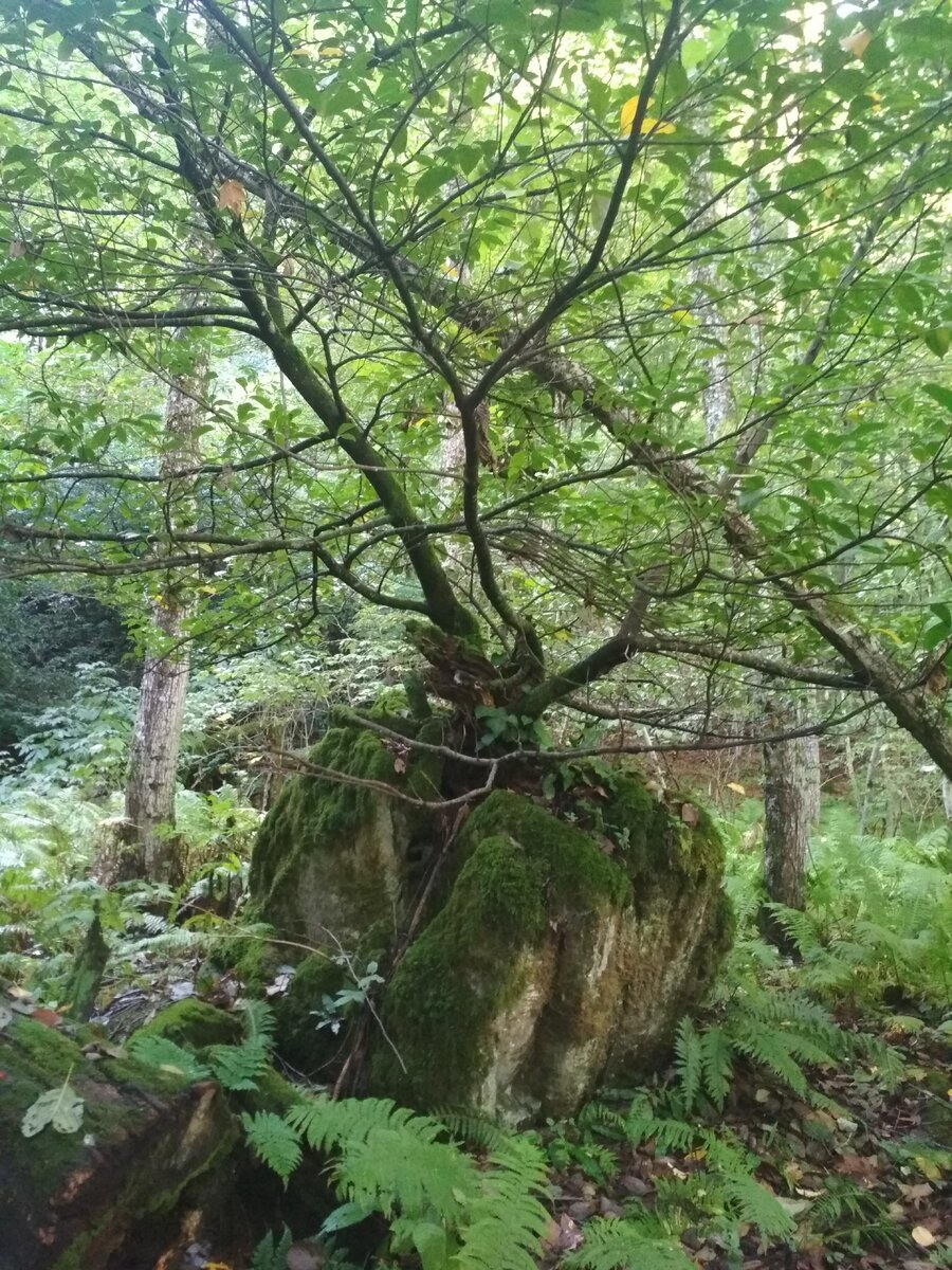 Дерево раскололо камень