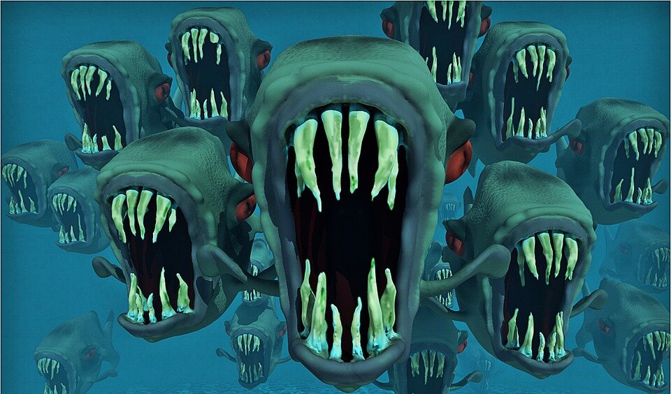 https://cdn.pixabay.com/photo/2013/06/08/17/24/piranhas-123287_960_720.jpg