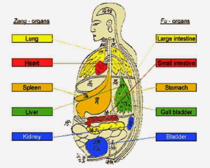 Цвет органов человека. Пять Цзан фу органов. Органы в китайской медицине. Органы Цзан и фу. Органы Инь.