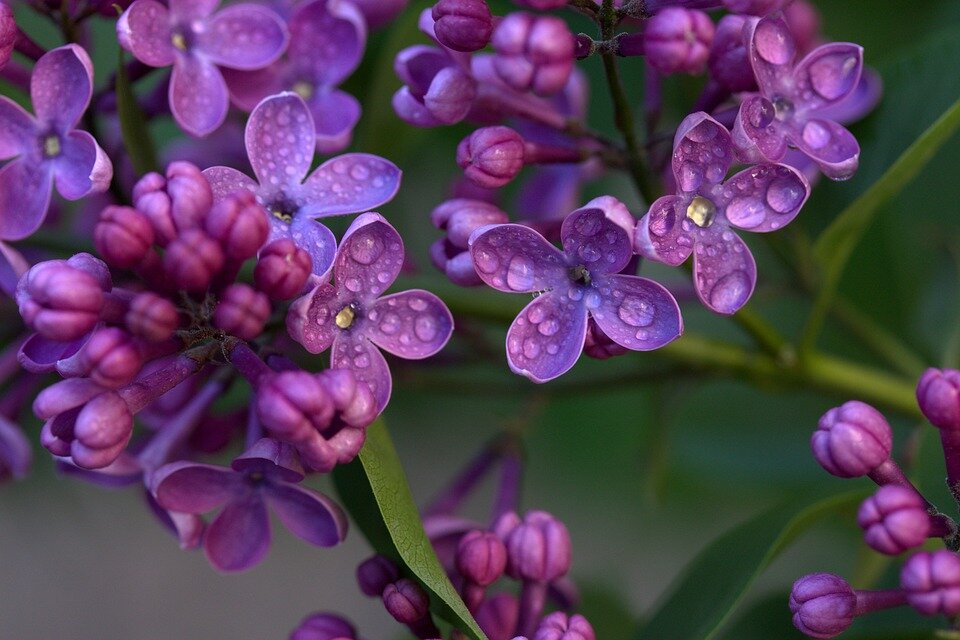 https://cdn.pixabay.com/photo/2017/05/17/15/22/lilac-2321170_960_720.jpg