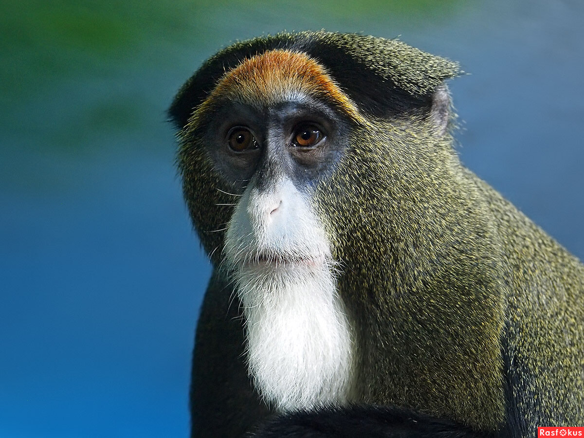 Вот список 10 наиболее дорогих питомцев в мире. В него вошли собака, кот, корова и даже жук-олень. Давайте, не будем терять время впустую и скорее узнаем десятку тех, кого человечество признало наиболее дорогими.