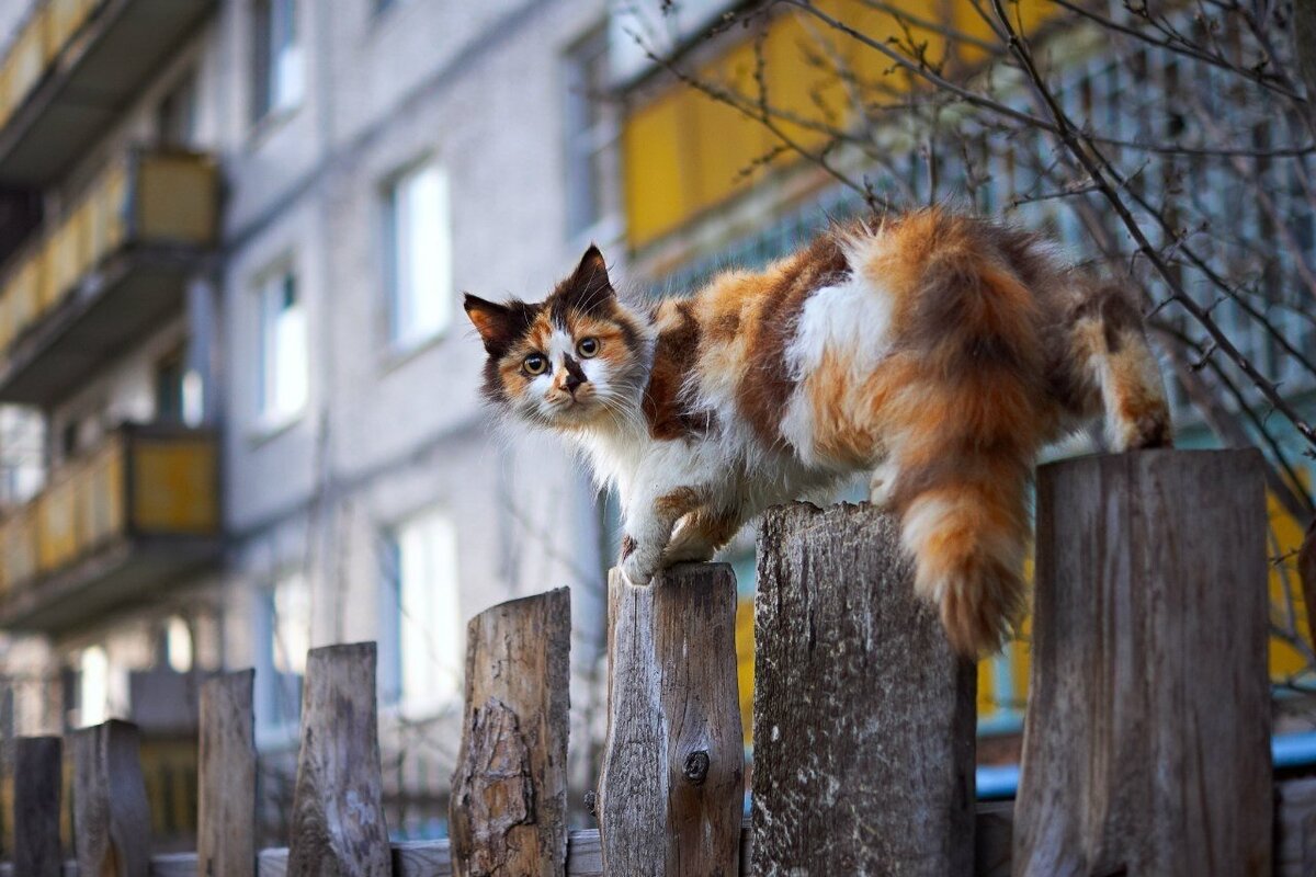 Когда какая нибудь кошка идет. Когда какая нибудь кошка идет