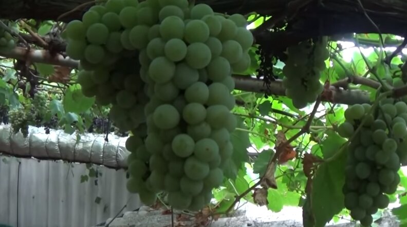 Не укрывные сорта винограда, выдерживающие низкие температуры.