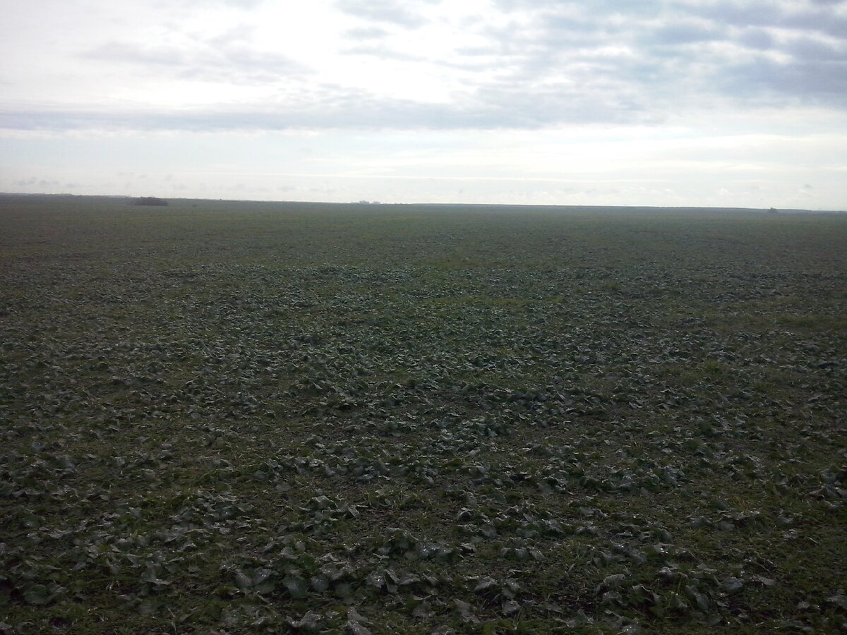 Так выглядят поля на Кубани в конце февраля. Это весна. 