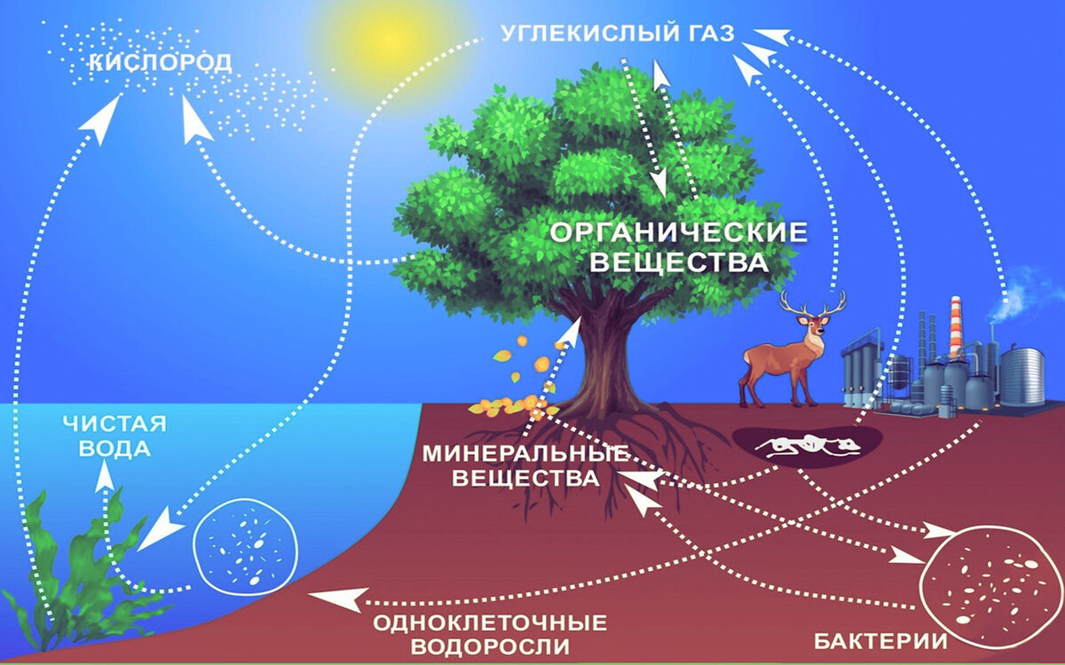 Круговорот веществ в природе