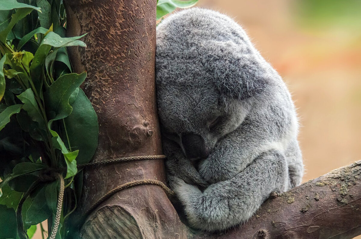коалы спят днем