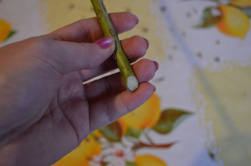 Нижний срез у черенка.