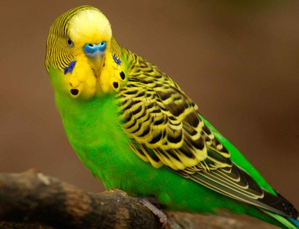волнистый попугай