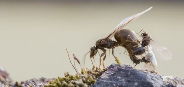 https://pics.botanichka.ru/wp-content/uploads/2016/06/ant-04-640x304.jpg