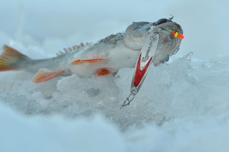 Окуневая рыбалка зимой: перспективные места, снасти и приманки, техника ловли
