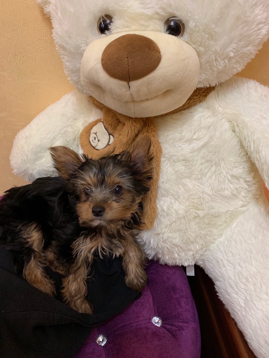 Стеффи два месяца 