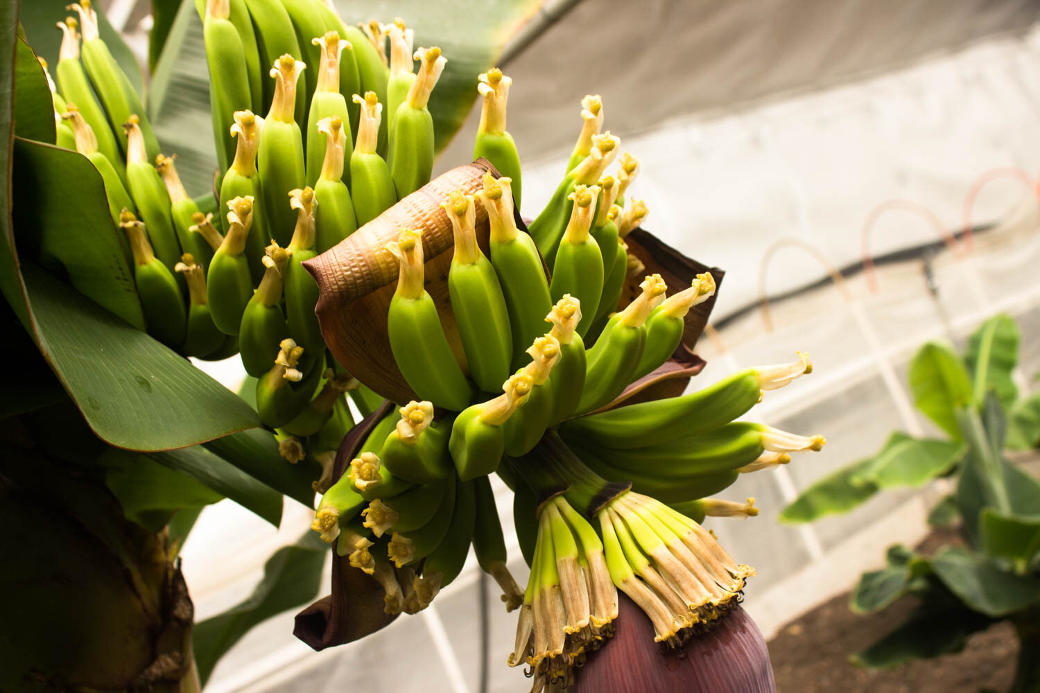 Комнатный Банан – экзотика в домашних условиях