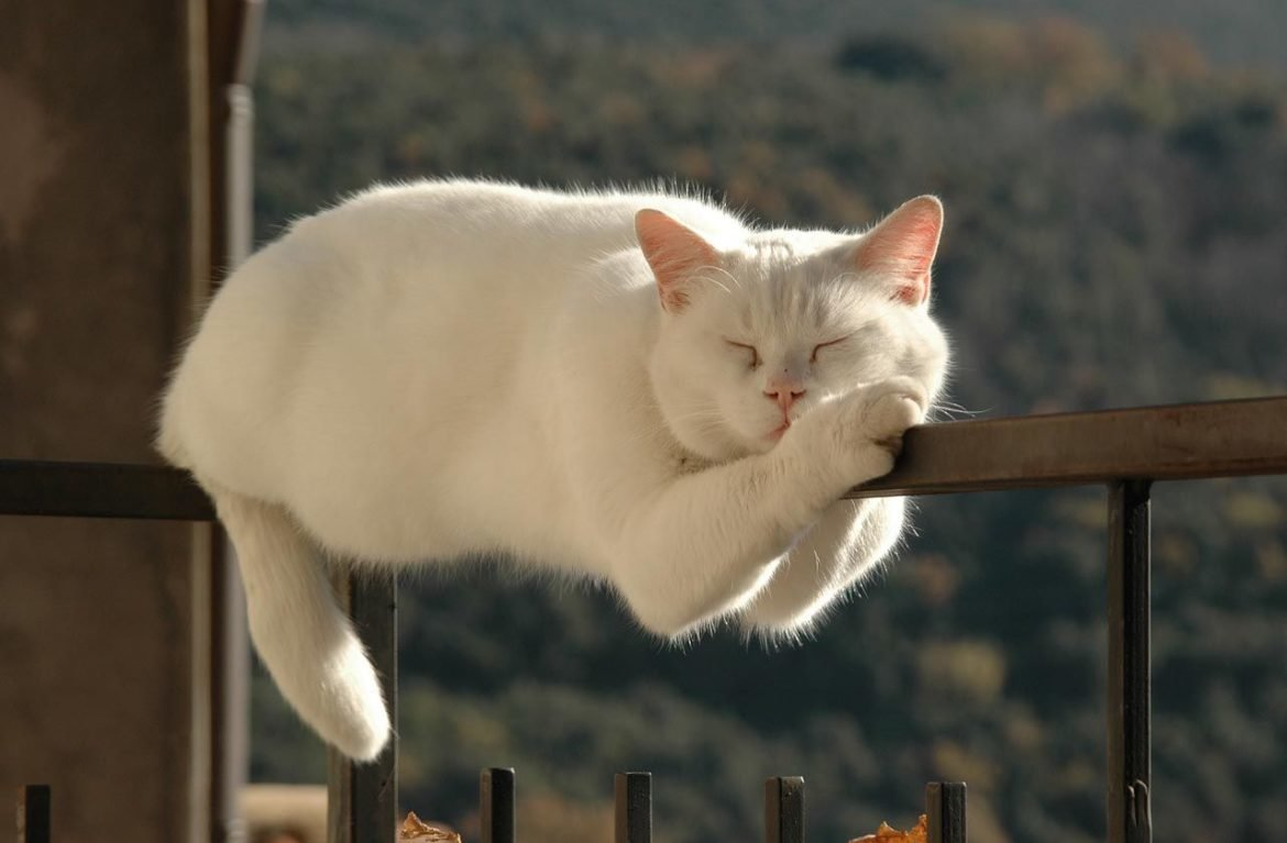 Почему кошки обладают превосходным равновесием