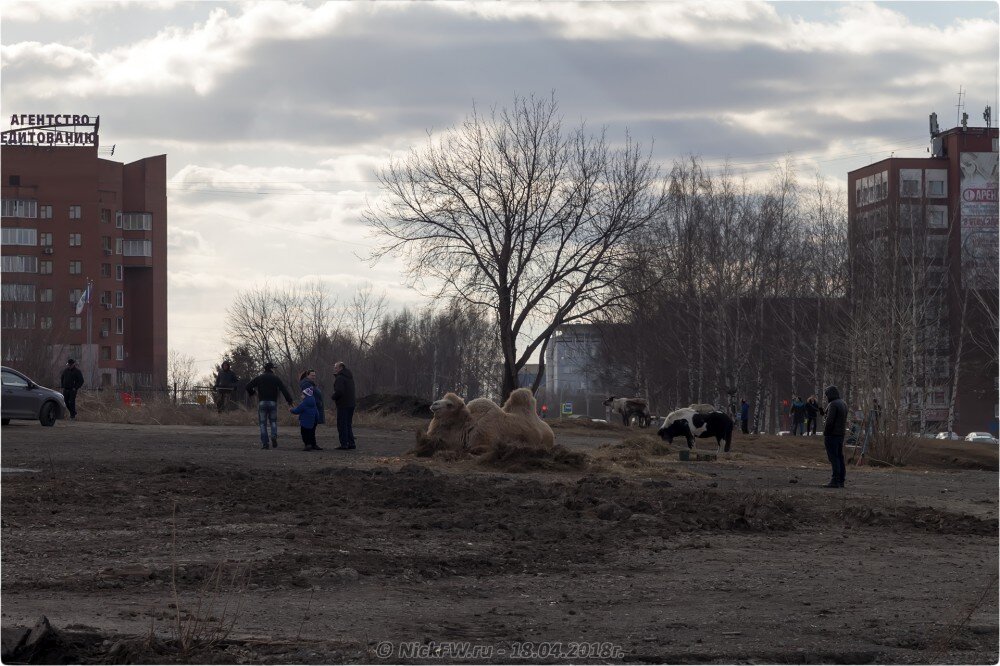 1. Передвижной «Зоопарк» в Кемерово © NickFW.ru — 18.04.2019г.