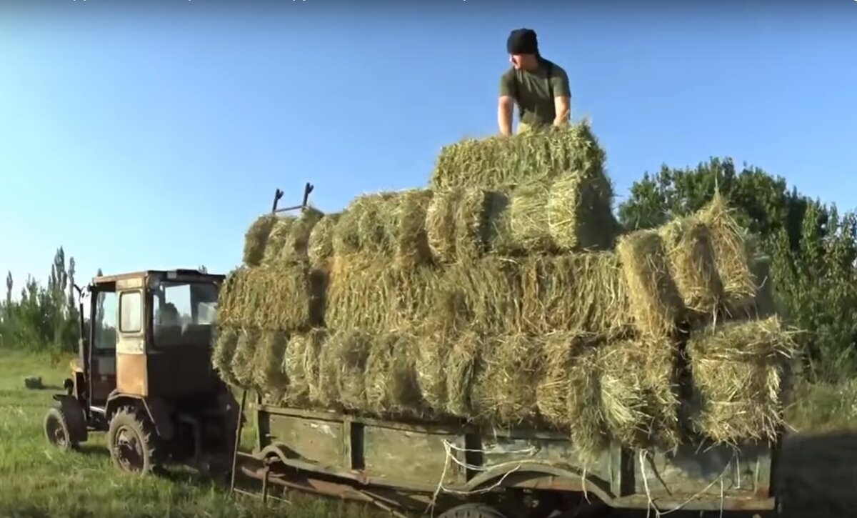 Ставропольский край. Июль, жара. Это самая тяжёлая работа, берётся отпуск от основной работы и пошёл "зять пахать"... Это хорошо когда есть помощь, а бывает всё в одного. Вес тюка от 15 до 28 кг.-2