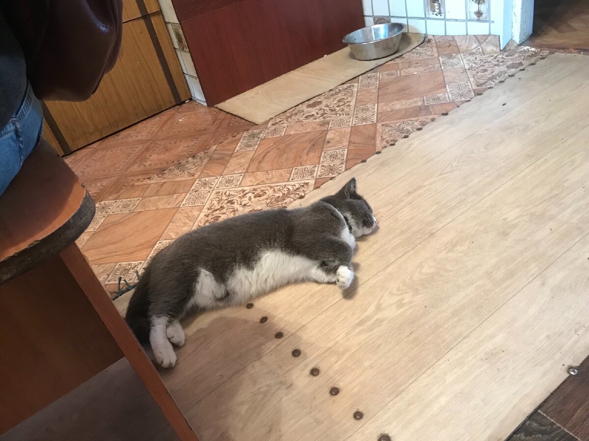 Просто прибалдевший котик из того приюта. :)