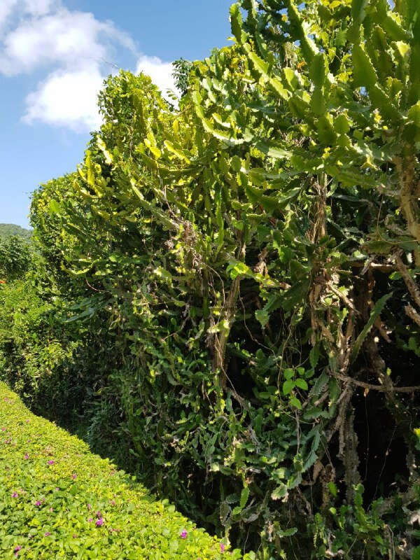 Зеленая стена. В храмовом парке Наньшань