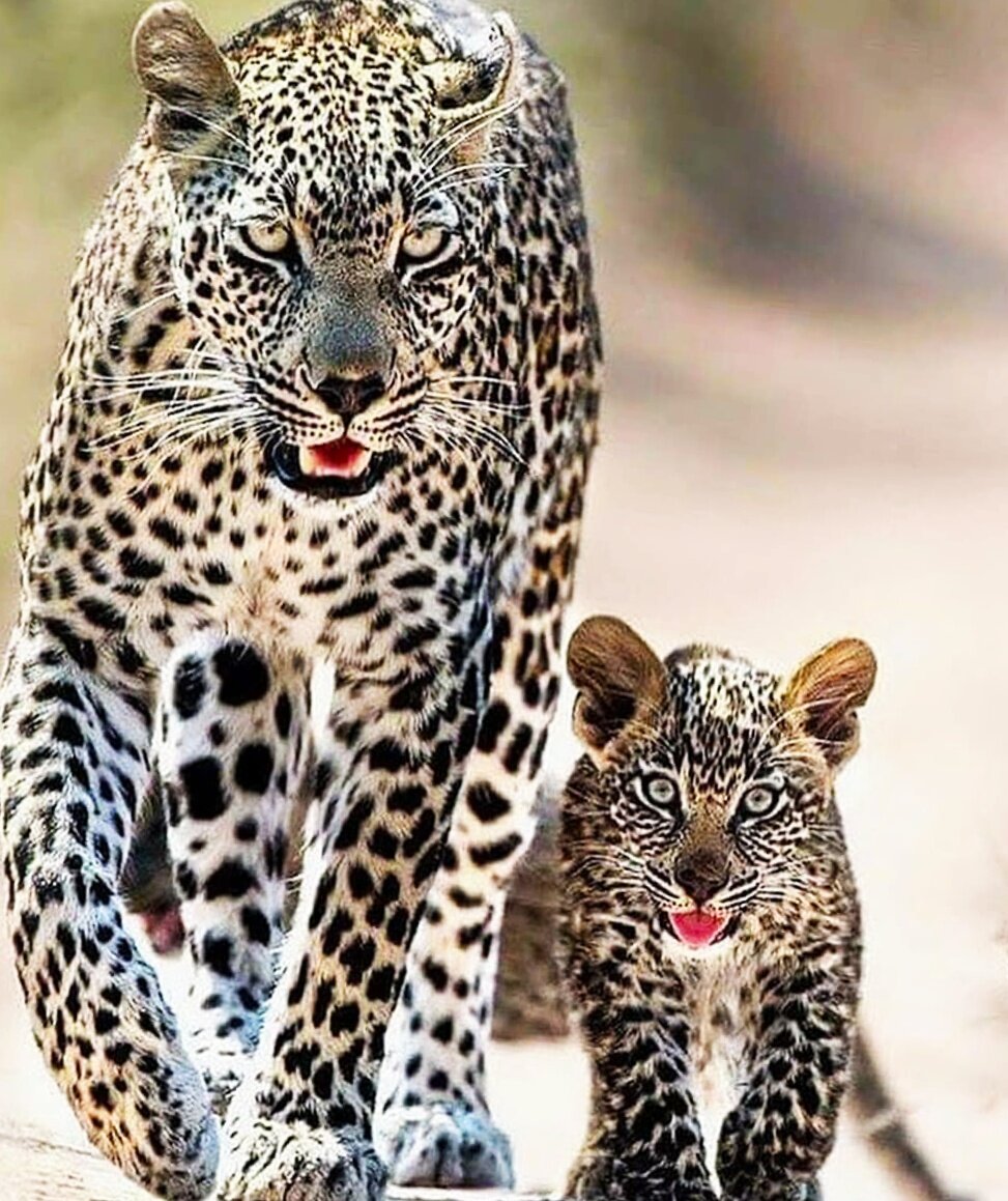 Леопард - один из опаснейших хищников-одиночек. Факты о нем | Nature around  the World | Дзен