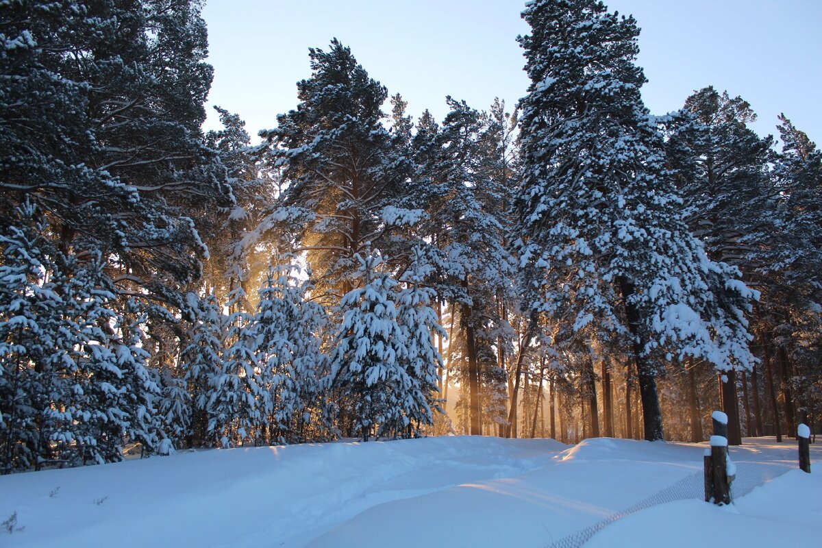 За забором тайга.