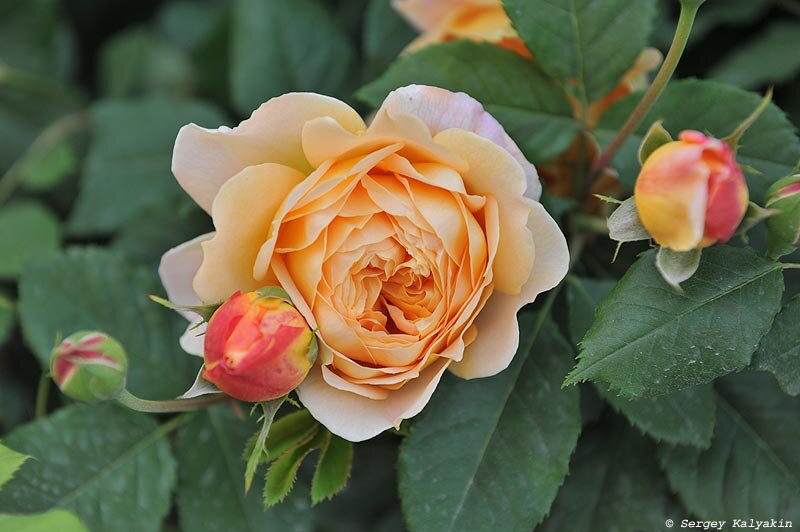 Роза 'Golden Celebration': фото можно листать