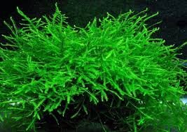 Яванский мох 