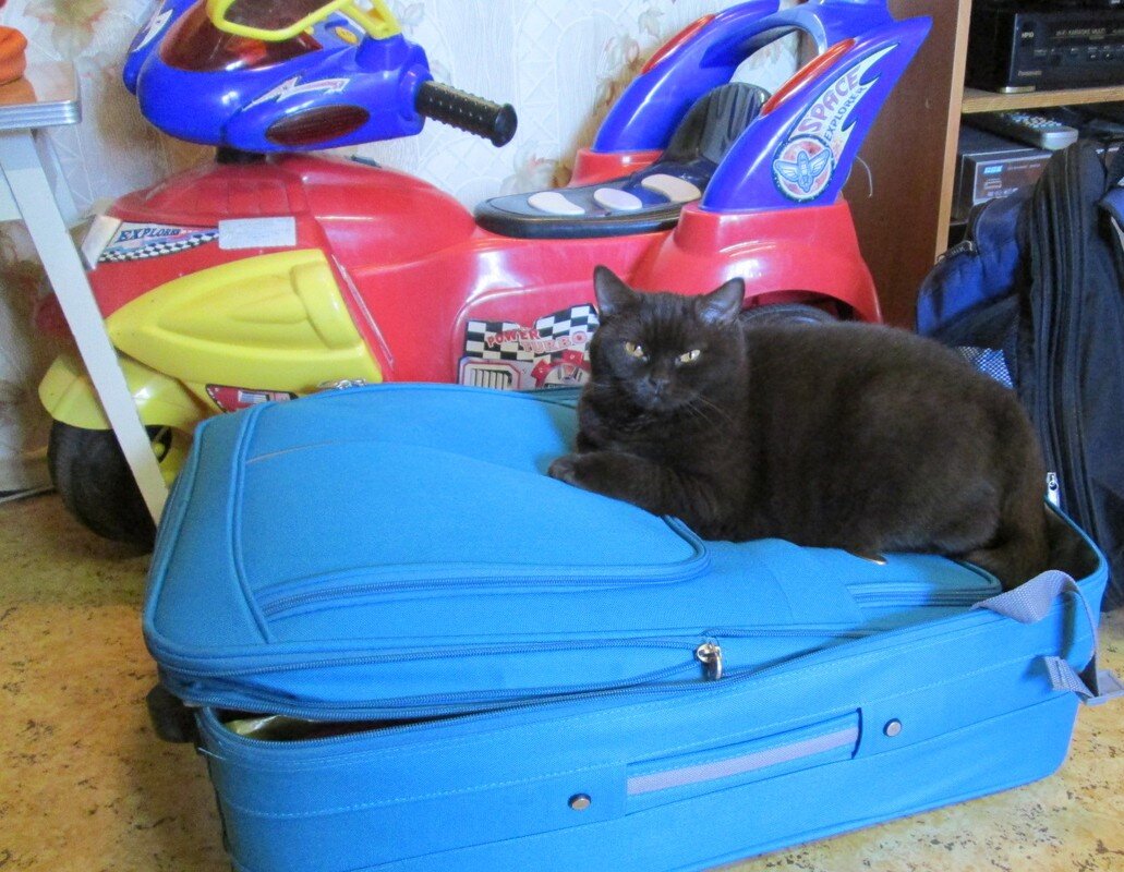 Лежанка для кошки своими руками из старого чемодана