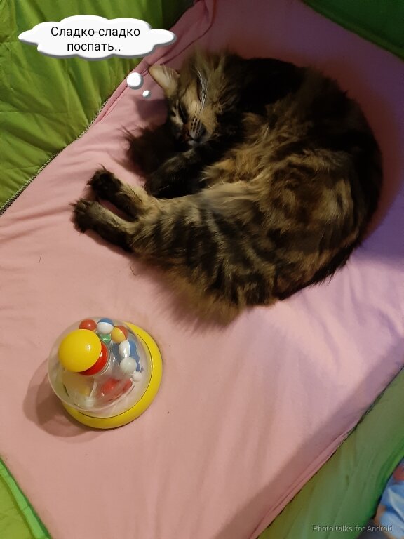 Кот забрался в манеж 