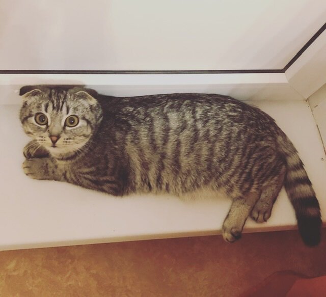 Бранвен первый день дома