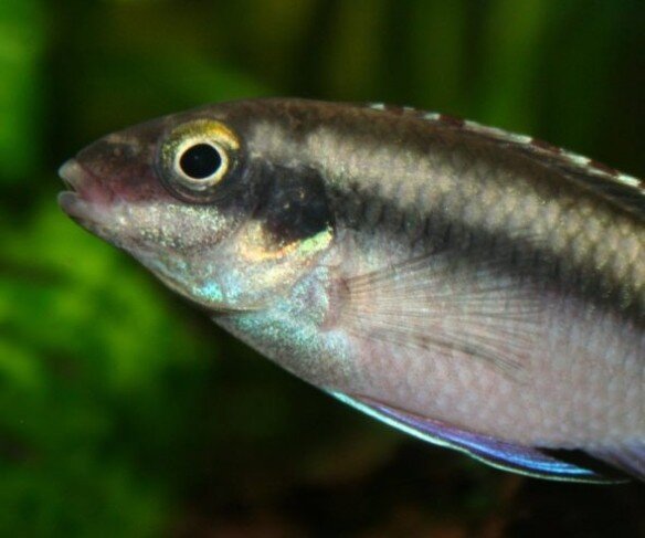 Фото с Яндекс картинок, точно как мои попугайчики