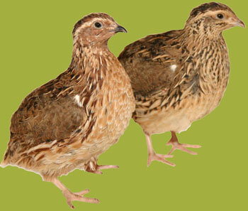 Японский перепел. Источник фото Генофонд СП.