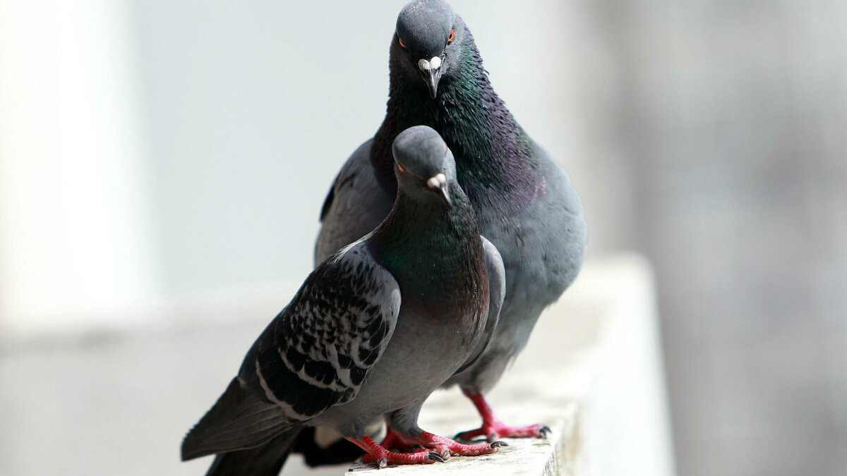 Изображение из открытого источника