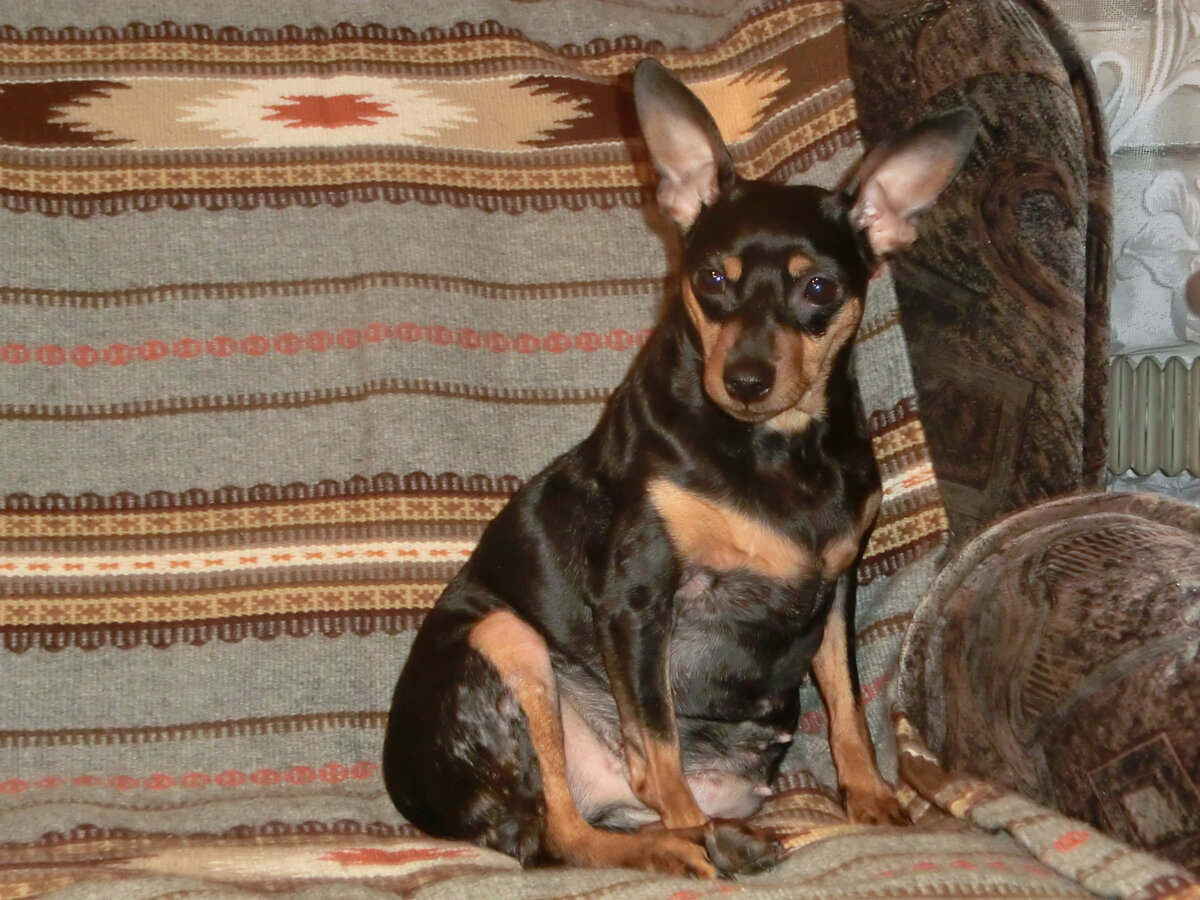 Собаку не выгуливали и хаотично кормили со стола. Её вес превышал норму в три раза