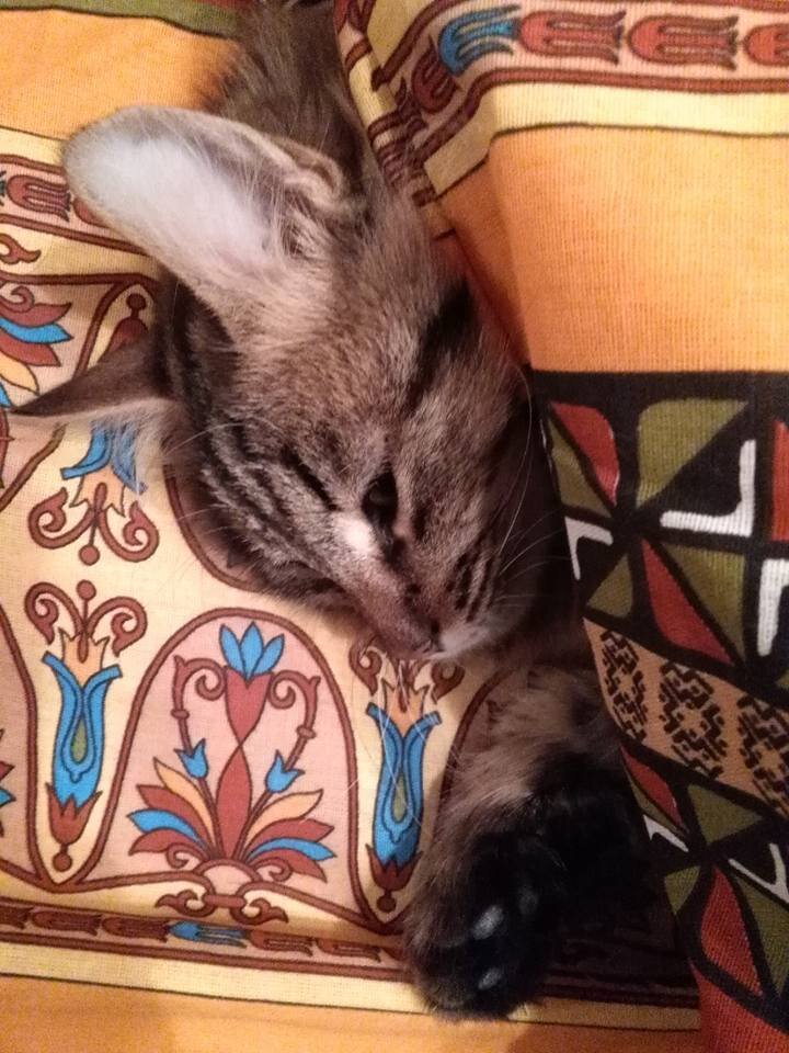 После попадания с улицы домой кот отогревался и отсыпался