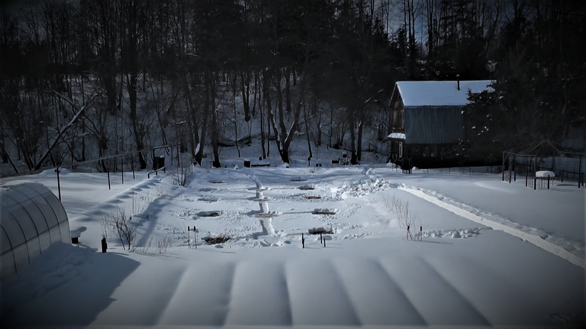 Пруд после известкования