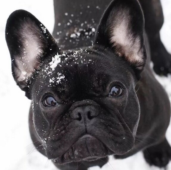 История породы Французский бульдог