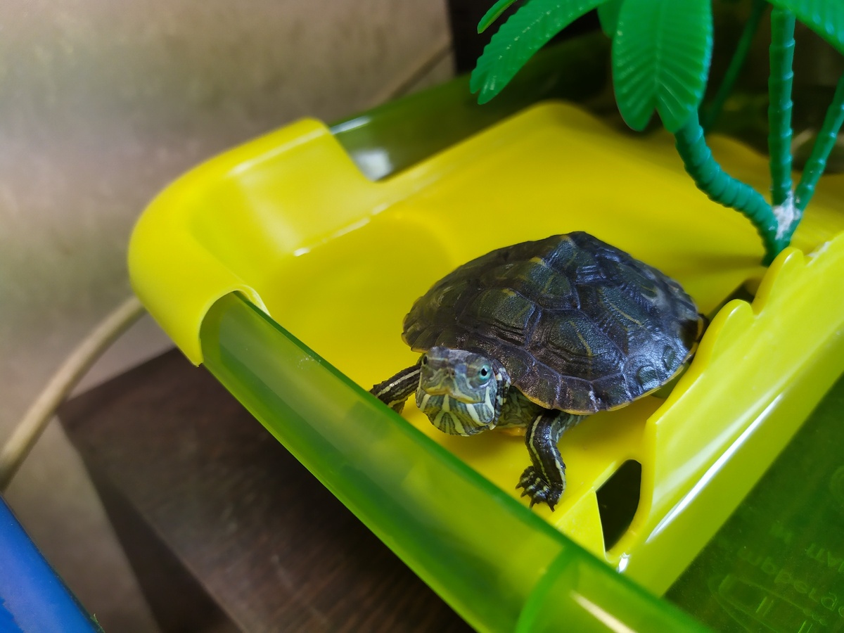 Молодым красноухим черепахам требуется больше живой пищи для активности роста, поэтому их кормят животной пищей ежедневно, но 1 раз в день (ни в коем случае не 2 и не 3), при этом в аквариуме должны
