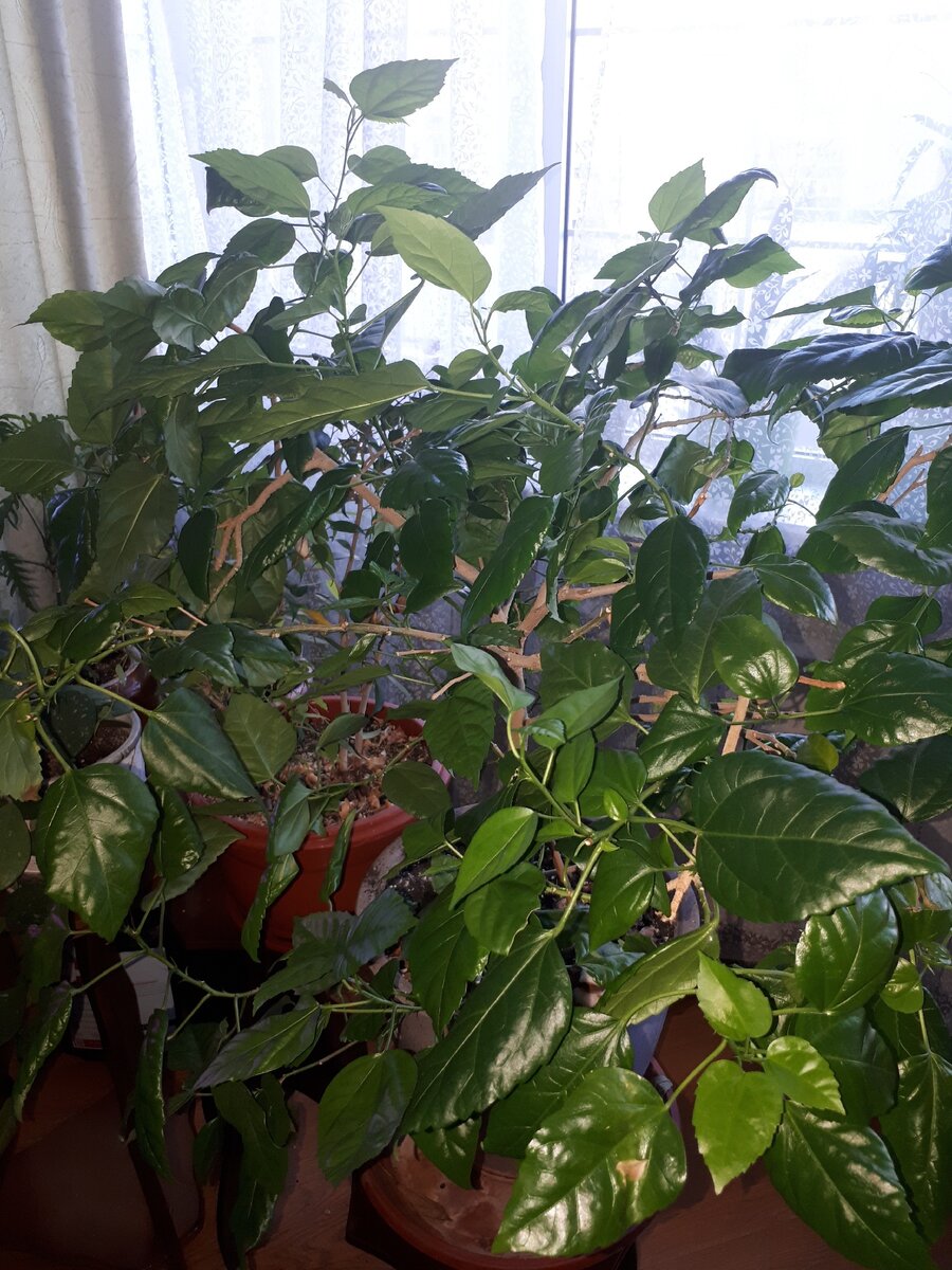 Блестит сам по себе)