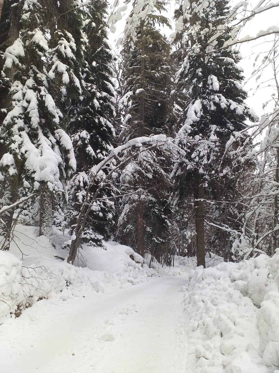 Дорога удобная, раскатанная. Фото автора.